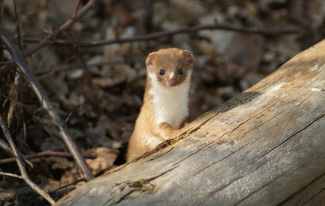 4558068451_3a73b4b02b_b