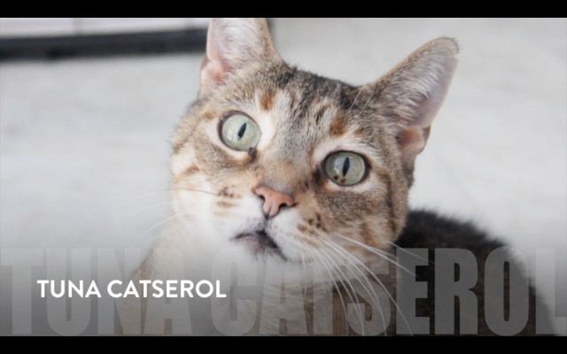 Screen Shot 2016-04-28 at 7.44.19 AM