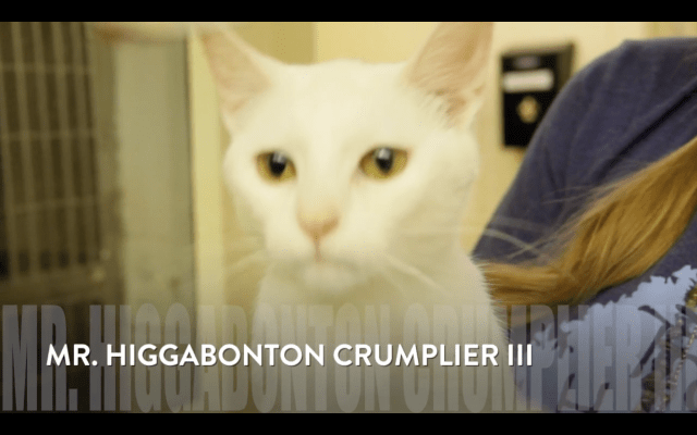 Screen Shot 2016-04-28 at 7.44.33 AM