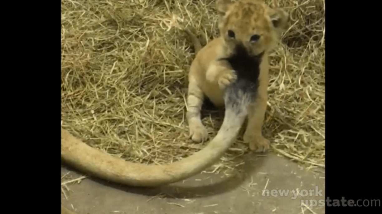lion cub buffalo zoo