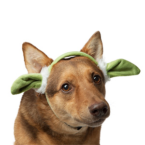 dog-yoda-ears
