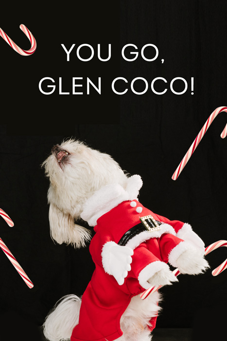 mean-girls-dogs-glen-coco