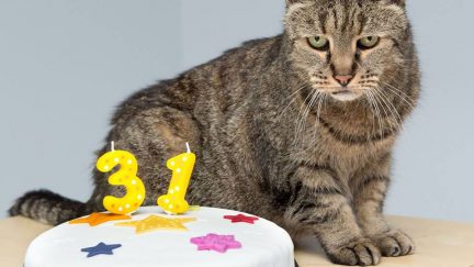 Happy 31st Birthday to the Oldest Living Cat | The Mary Sue