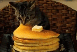 pancake-kitten