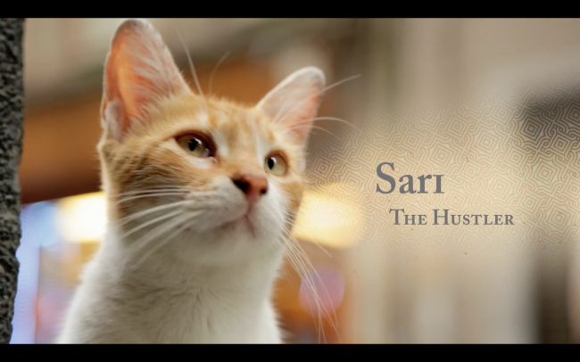 kadi-documentary-cats