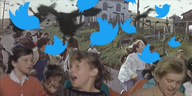 twitter and the birds