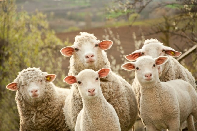 Sheep-Shutterstock