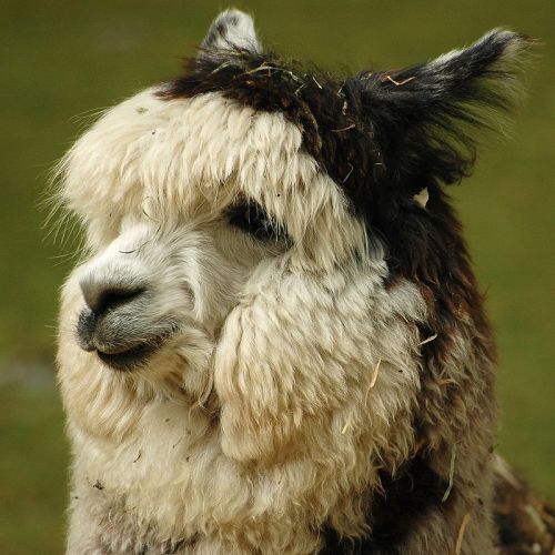 800px-Alpaca_headshot