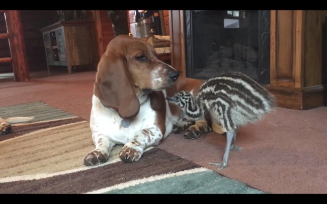 basset hound emu