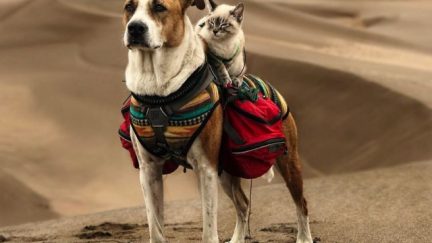 cat dog cuties