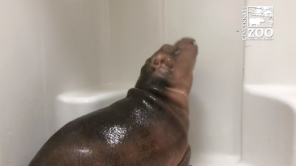 Fiona Hippo