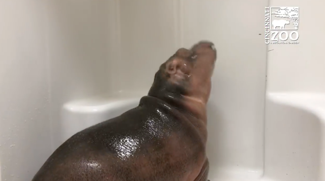 Fiona Hippo