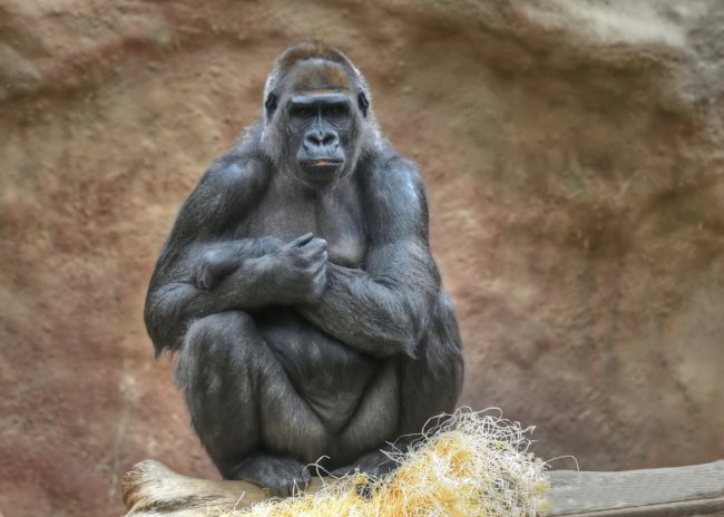 trump gorilla tv michael wolff