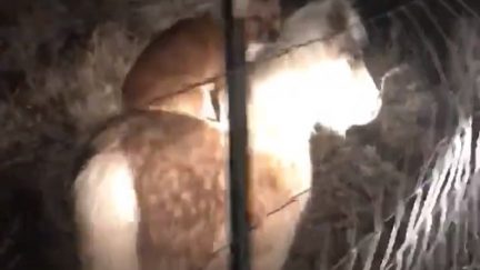 image: screencap Corgi riding a pony in Missouri