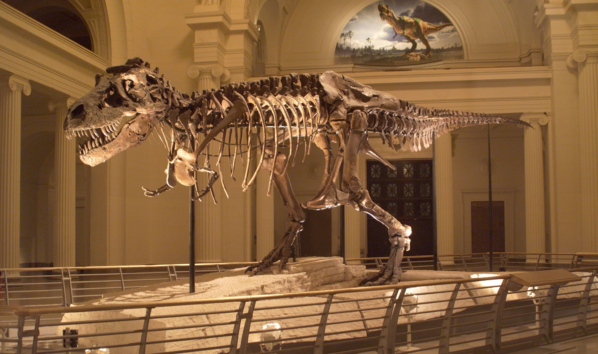 Image of SUE the Tyrannosaurus rex (T. rex) at the Field Museum in Chicago (Credit: The Field Museum)