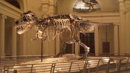 Image of SUE the Tyrannosaurus rex (T. rex) at the Field Museum in Chicago (Credit: The Field Museum)