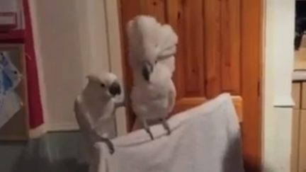Cockatoos dancing to Elvis