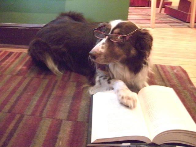 Common Language Bookstore Dog