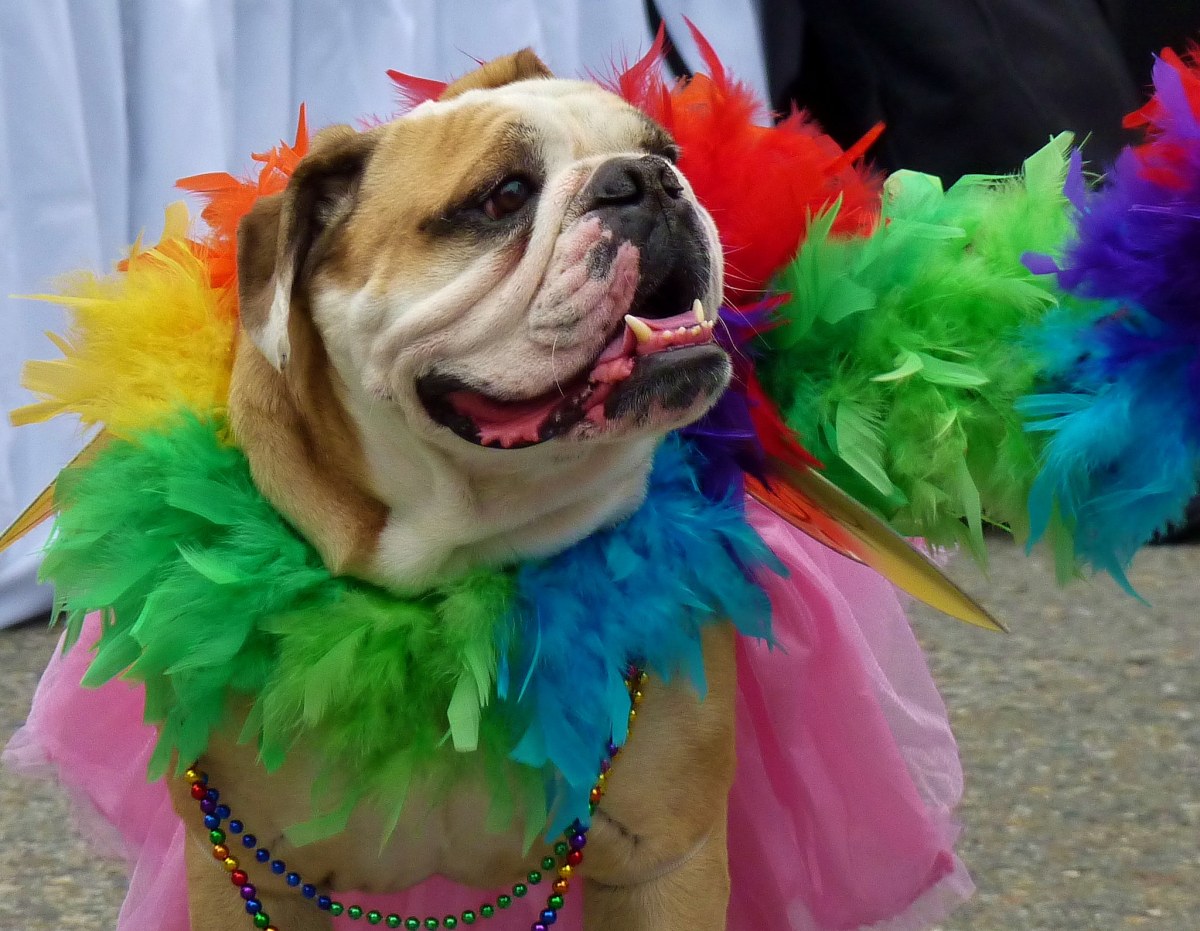 Bulldog at Broadway Street Festival, Seattle Gay Pride 2012.