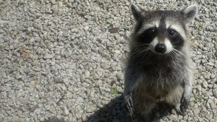 raccoon #mprraccoon