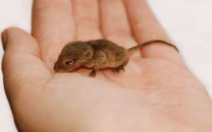 Same-Sex Mouse Parents Give Birth to Healthy Pups | The Mary Sue