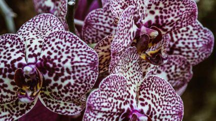 orchid gynecologist vagina purple