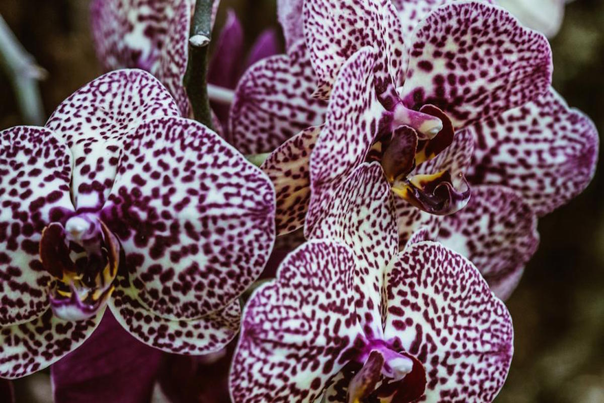 orchid gynecologist vagina purple