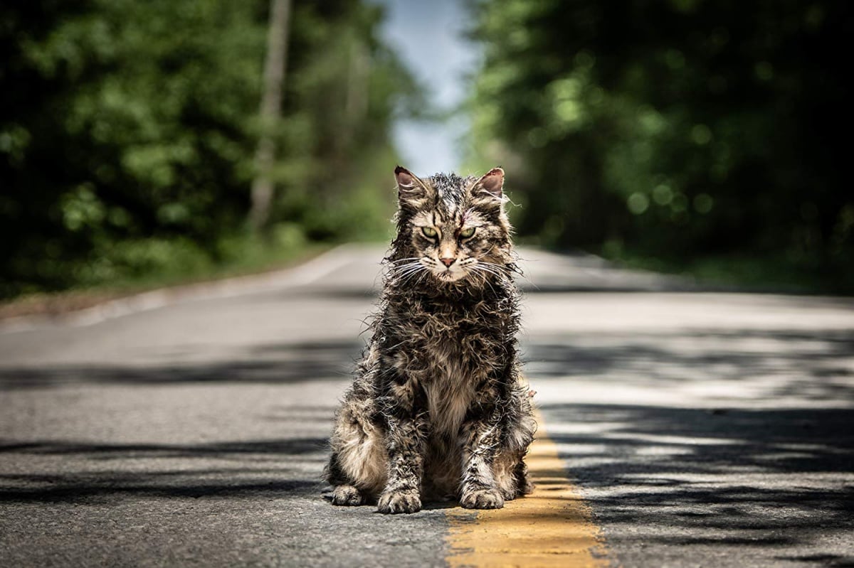 Pet Sematary Cat sitting in the road
