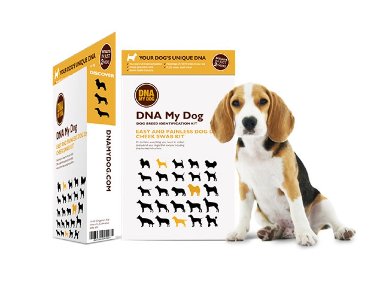 Dog DNA test kit.