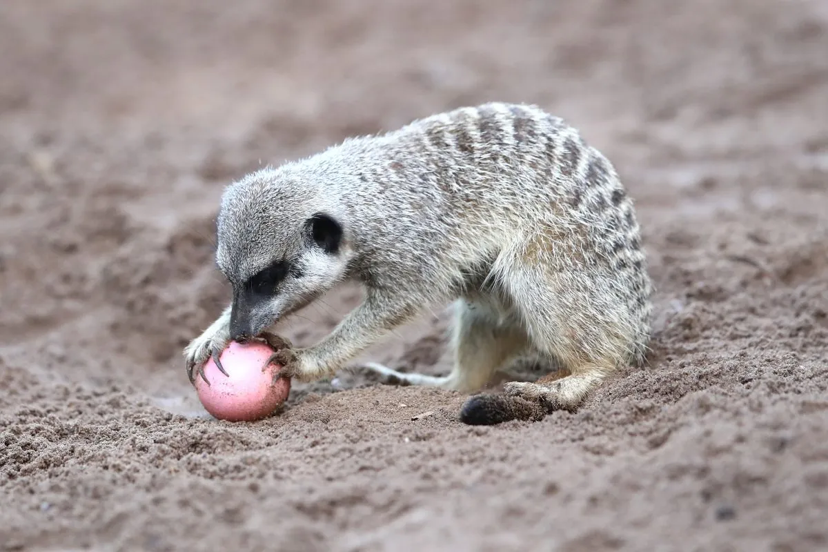 A Meerkat plays with an Easter egg at Taronga Zoo on March 29, 2018 in Sydney, Australia.