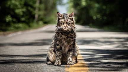 Church the zombie cat from Pet Sematary looking creepy.