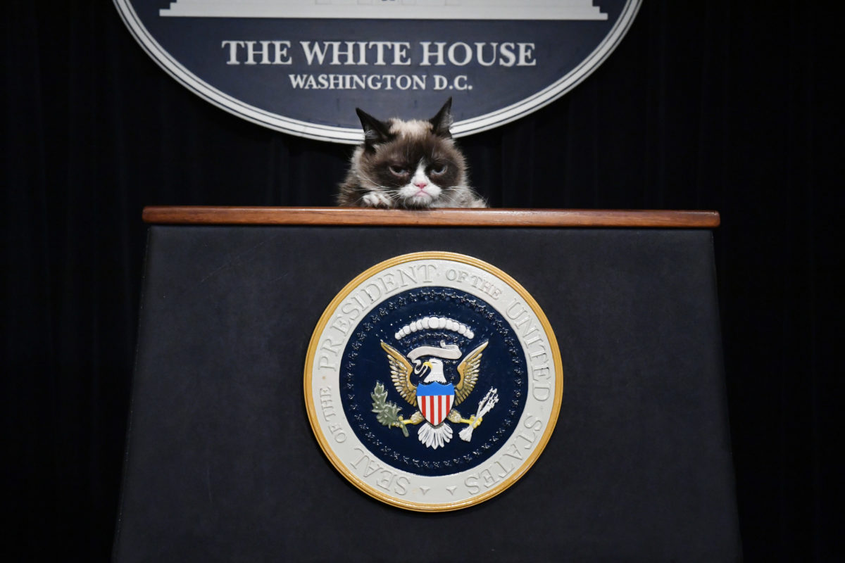 Grumpy Cat at a podium
