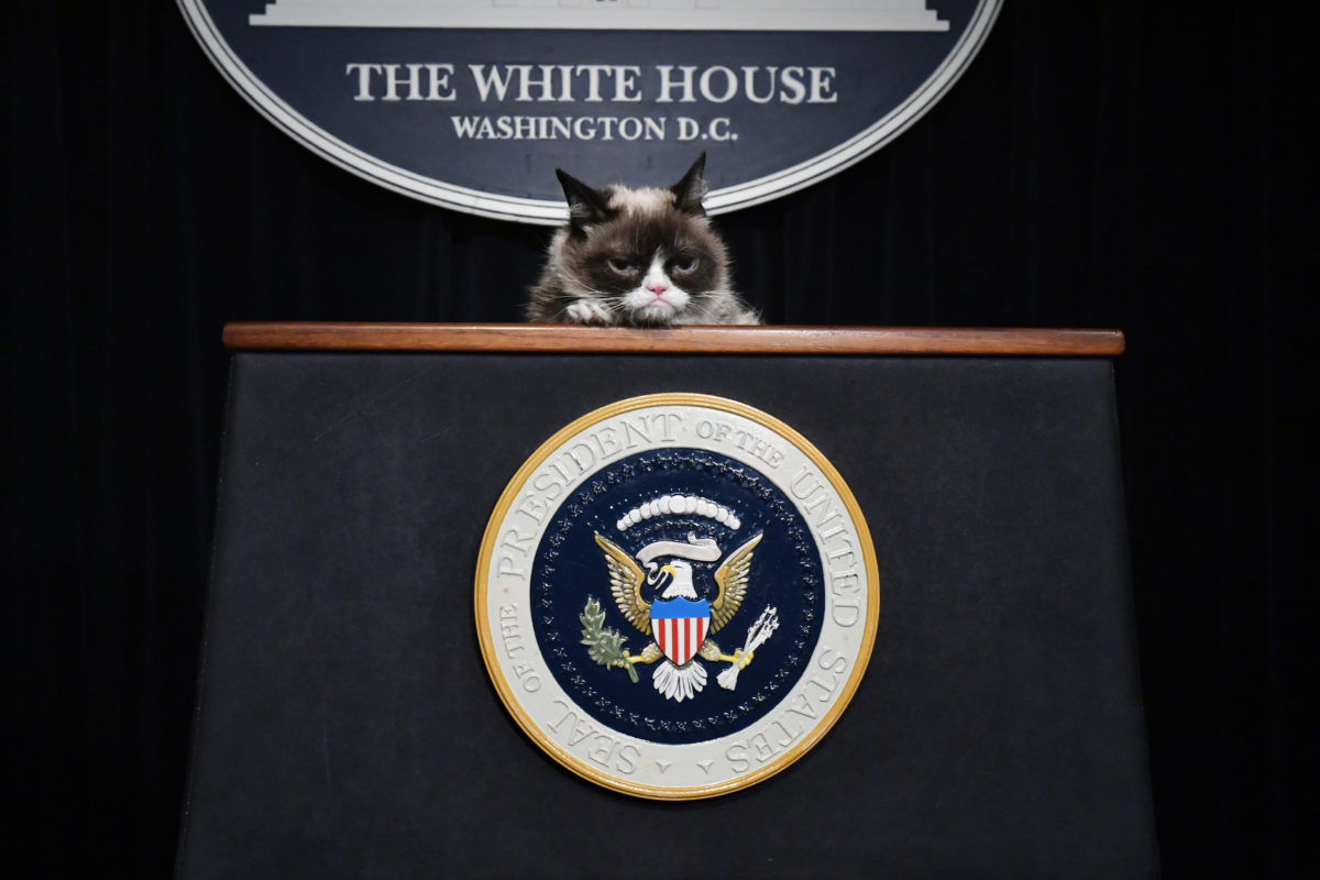 Grumpy Cat at a podium