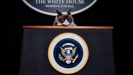 Grumpy Cat at a podium