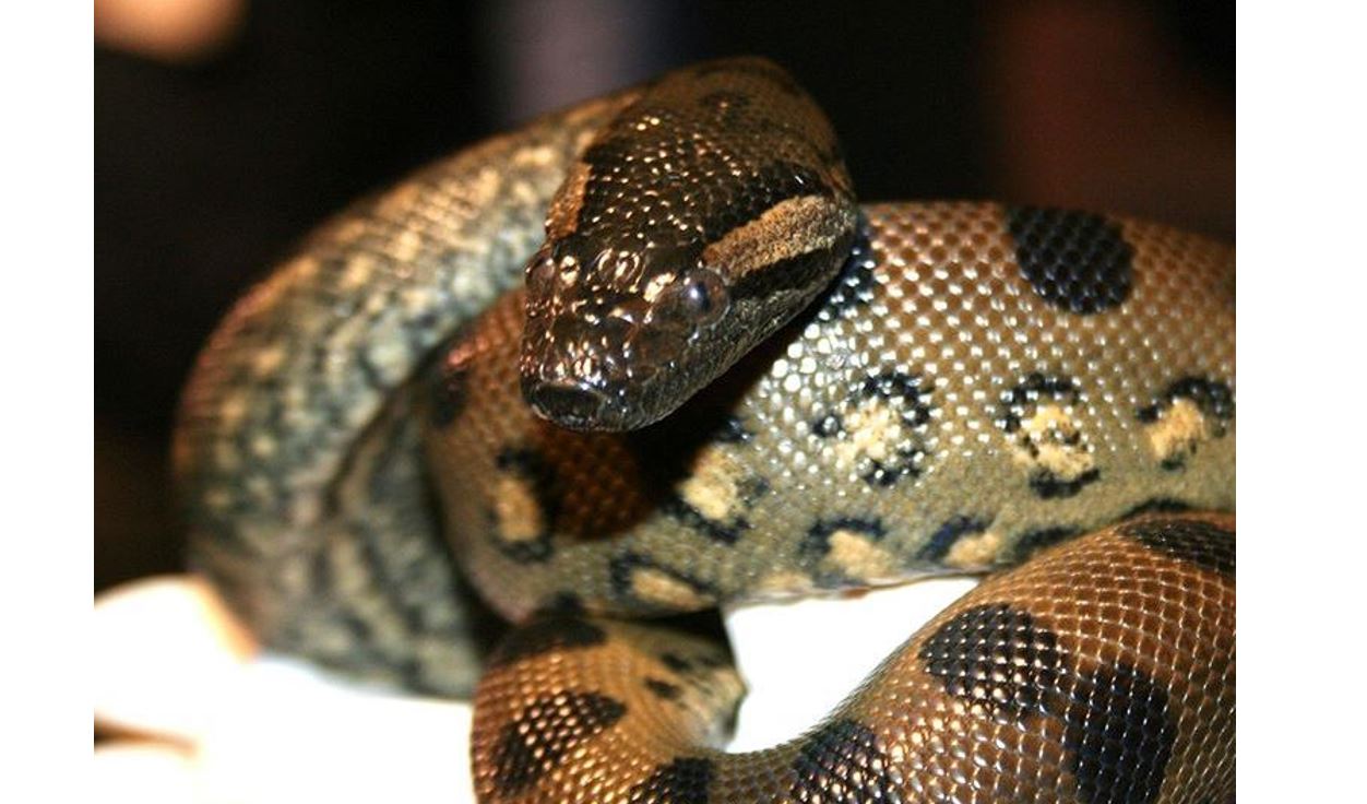 anna the anaconda gave birth without a man bc the matriarchy.