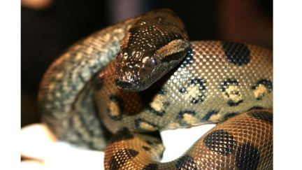 anna the anaconda gave birth without a man bc the matriarchy.