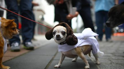 this chihuahua princess leia is too cute.