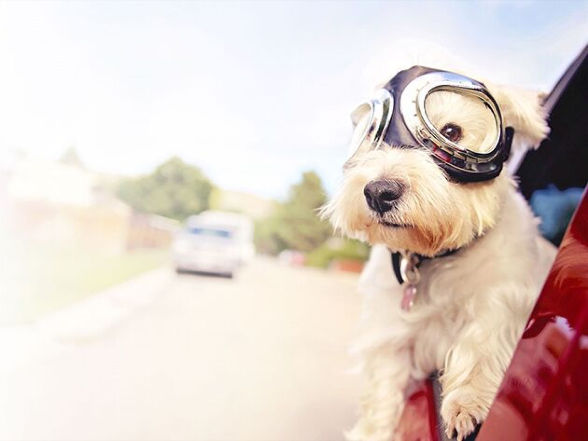 A dog wearing goggles hangs its head out of a car window.