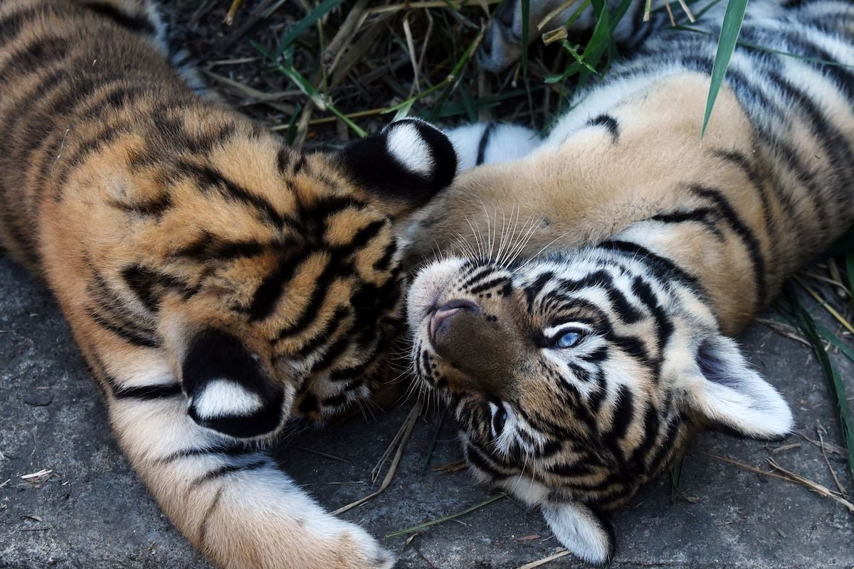 Two 45-day-old bengal tiger cubs cuddle.