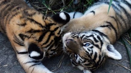 Two 45-day-old bengal tiger cubs cuddle.