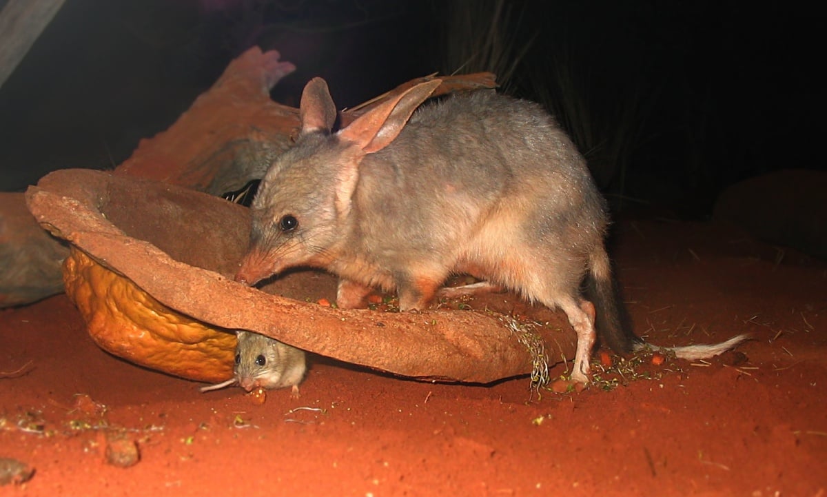 A bilby (Macrotis lagotis - large animal) and a Spinifex hopping mouse (Notomys alexis - small animal) at Sydney Wildlife World, a zoo in Sydney.