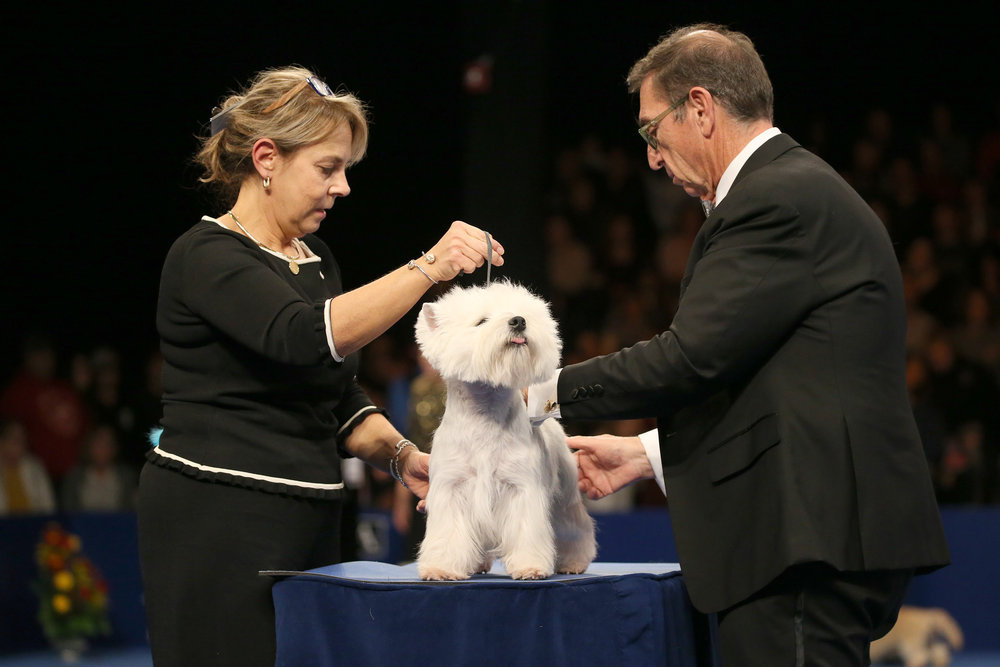 white westing being a very good dog during judging