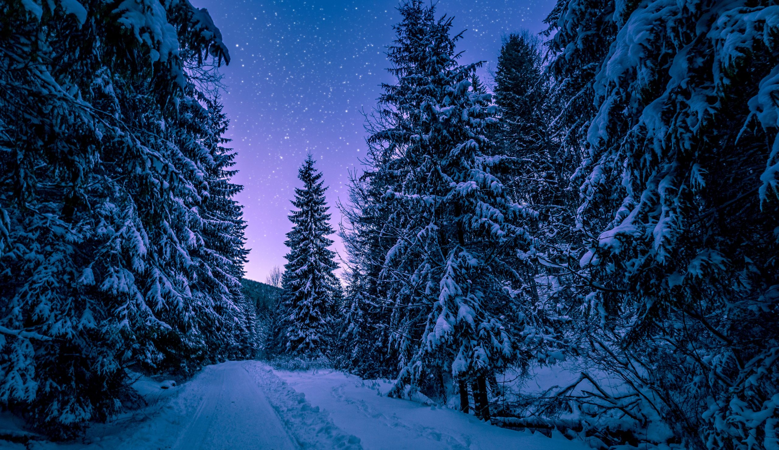 winter forest