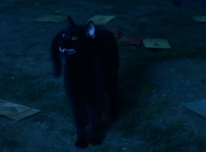 salem thee cat