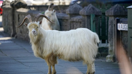 LLANDUDNO, WALES - MARCH 31: Mountain goats roam the streets of LLandudno on March 31, 2020 in Llandudno, Wales. The goats normally live on the rocky Great Orme but are occasional visitors to the seaside town, but a local councillor told the BBC that the herd was drawn this time by the lack of people and tourists due to the COVID-19 outbreak and quarantine measures. (Photo by Christopher Furlong/Getty Images)