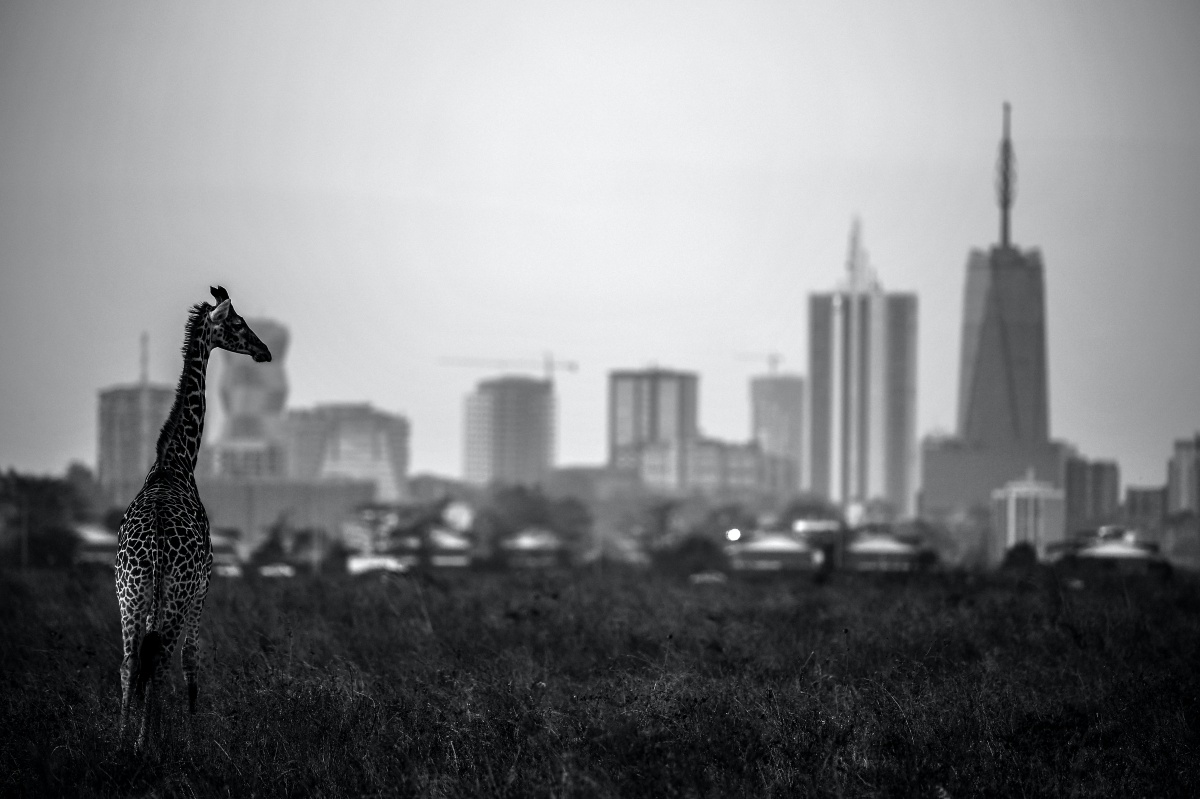 NAIROBI, KENYA - MARCH 13: (EDITORS NOTE; This images was converted into black and white from a color original file.) A giraffe is seen by the city skyline prior to the start of the Magical Kenya Open presented by Absa at the Karen Golf Club on March 13, 2019 in Nairobi, Kenya. (Photo by Stuart Franklin/Getty Images)