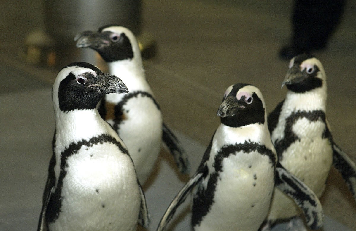 A waddle of penguins