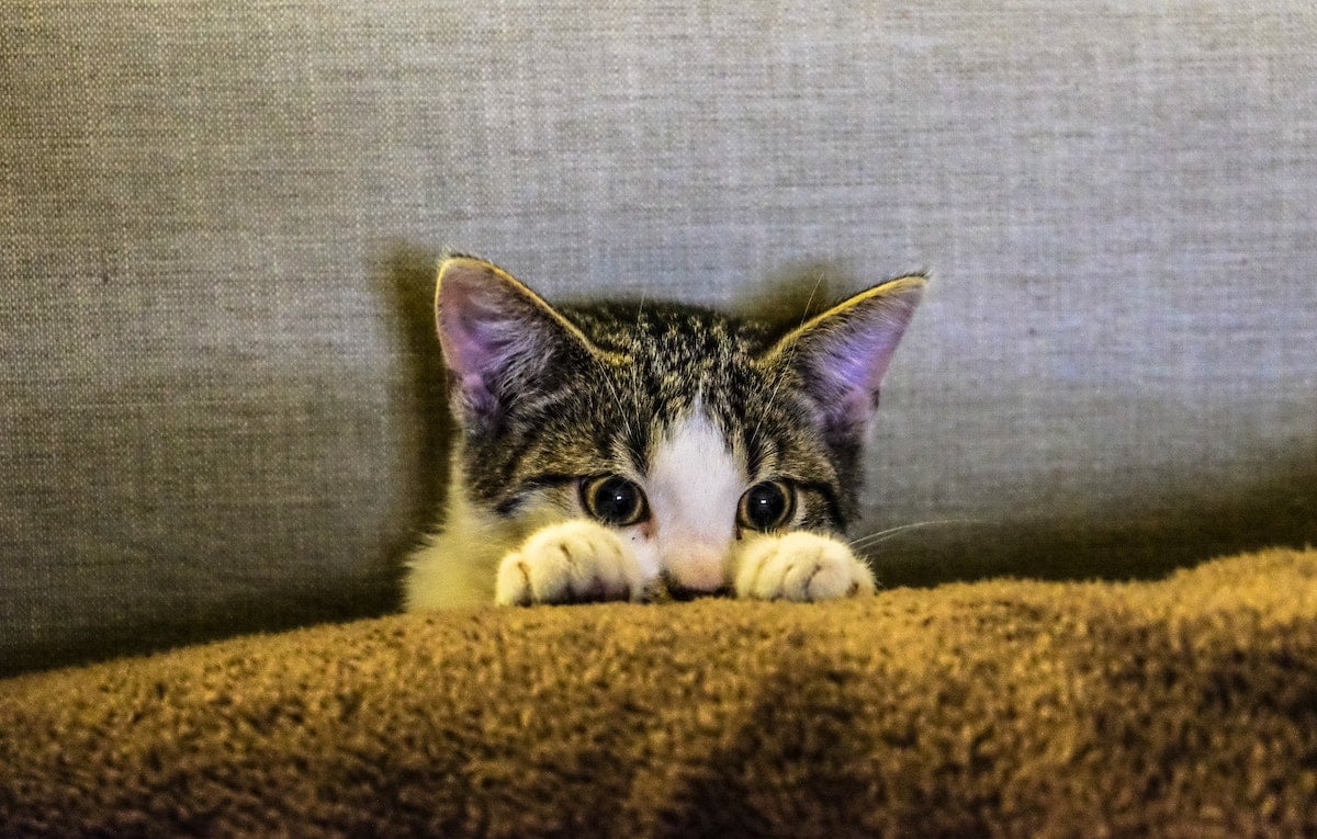 Cute cat hides behind a sofa.