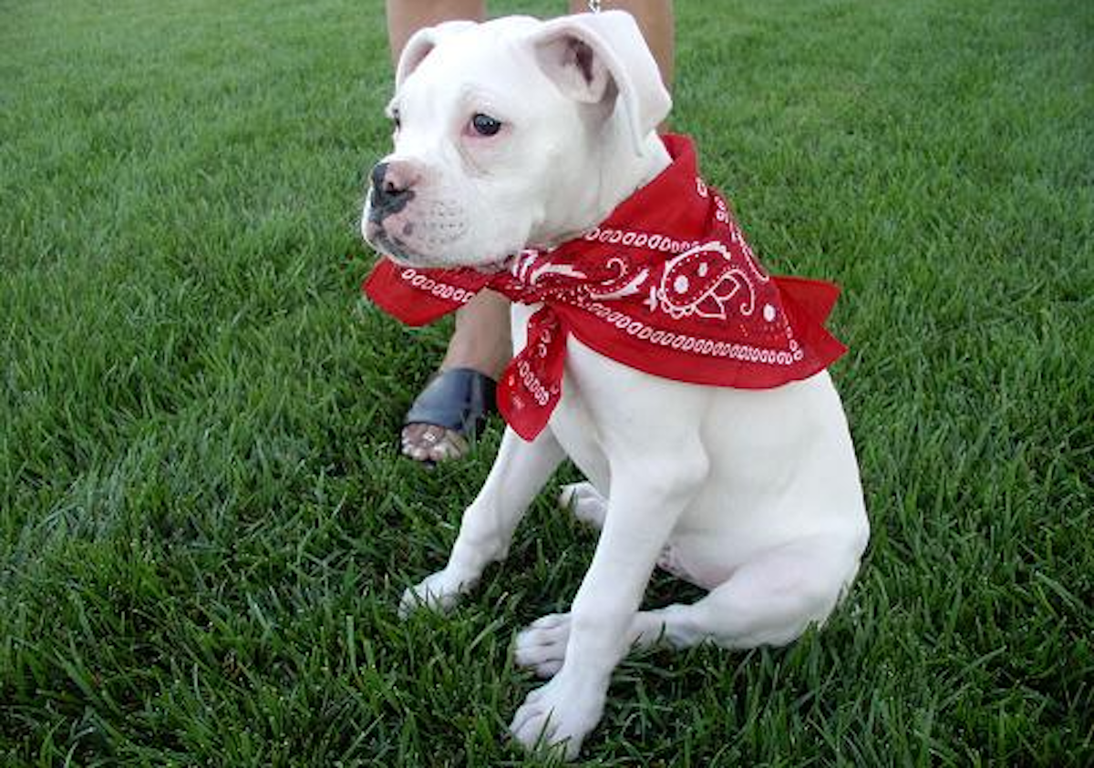 Dog wearing a bandana