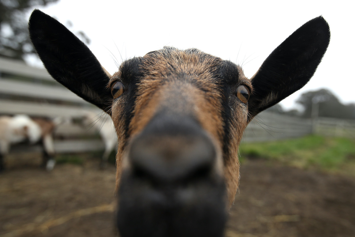 A close-up of a brown goat's face.